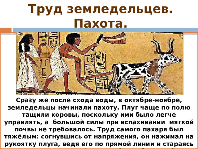 Труд земледельцев. Пахота. Сразу же после схода воды, в октябре-ноябре, земледельцы начинали пахоту. Плуг чаще по полю тащили коровы, поскольку ими было легче управлять, а большой силы при вспахивании мягкой почвы не требовалось. Труд самого пахаря был тяжёлым: согнувшись от напряжения, он нажимал на рукоятку плуга, ведя его по прямой линии и стараясь удержать в вязкой почве. Сбоку обычно шёл погонщик, подгонявший животных палкой или плетью. 