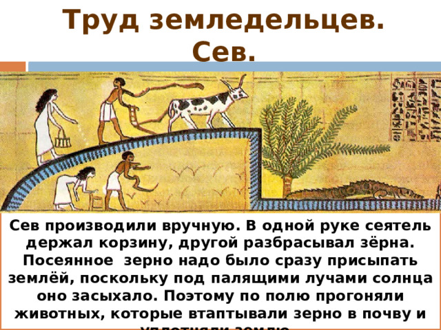 Труд земледельцев. Сев. Сев производили вручную. В одной руке сеятель держал корзину, другой разбрасывал зёрна. Посеянное зерно надо было сразу присыпать землёй, поскольку под палящими лучами солнца оно засыхало. Поэтому по полю прогоняли животных, которые втаптывали зерно в почву и уплотняли землю. 