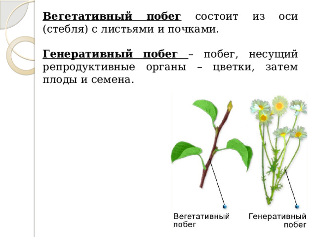Вегетативный побег состоит из оси (стебля) с листьями и почками. Генеративный  побег  – побег, несущий репродуктивные органы – цветки, затем плоды и семена. 