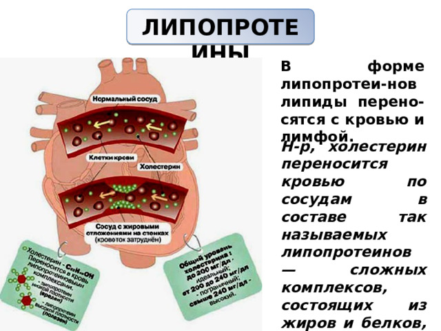 ЛИПОПРОТЕИНЫ   В форме липопротеи-нов липиды перено-сятся с кровью и лимфой. Н-р, холестерин переносится кровью по сосудам в составе так называемых липопротеинов — сложных комплексов, состоящих из жиров и белков, и имеющих несколько разновид-ностей. 