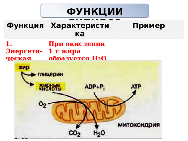 ФУНКЦИИ ЛИПИДОВ   Функция Характеристика 1. Энергети-ческая Пример При окислении 1 г жира образуется Н 2 О + СО 2 + 38,9 кДж 
