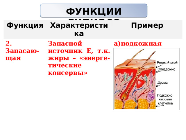 ФУНКЦИИ ЛИПИДОВ   Функция Характеристика 2. Запасаю-щая Пример Запасной источник Е, т.к. жиры – «энерге-тические консервы» а)подкожная жировая клетчатка        