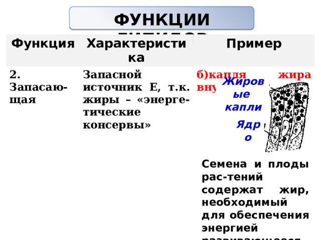 ФУНКЦИИ ЛИПИДОВ   Функция Характеристика 2. Запасаю-щая Пример Запасной источник Е, т.к. жиры – «энерге-тические консервы» б)капля жира внутри клетки           Жировые капли Ядро Семена и плоды рас-тений содержат жир, необходимый для обеспечения энергией развивающееся расте-ние. 