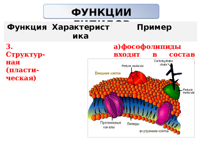 ФУНКЦИИ ЛИПИДОВ   Функция Характеристика 3. Структур-ная (пласти-ческая) Пример   а)фософолипиды входят в состав клеточных мем-бран                 