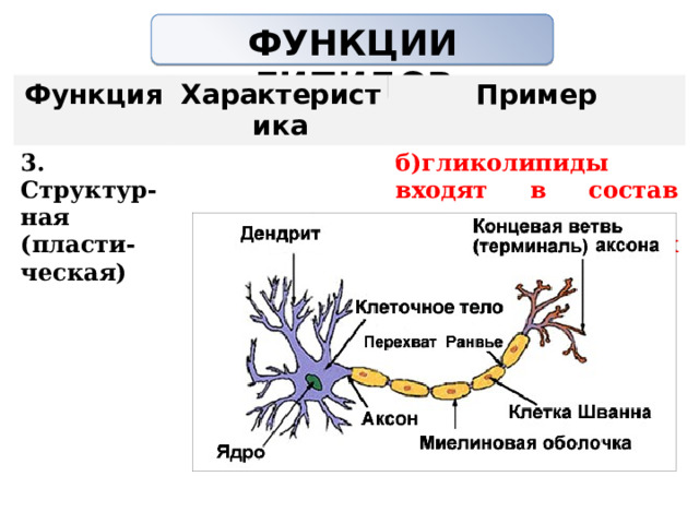 ФУНКЦИИ ЛИПИДОВ   Функция Характеристика 3. Структур-ная (пласти-ческая) Пример   б)гликолипиды входят в состав миелиновых оболочек нервных клеток                 