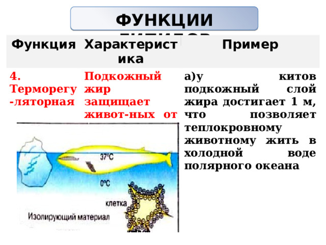 ФУНКЦИИ ЛИПИДОВ   Функция Характеристика 4. Терморегу-ляторная Пример Подкожный жир защищает живот-ных от перео-хлаждения а)у китов подкожный слой жира достигает 1 м, что позволяет теплокровному животному жить в холодной воде полярного океана          