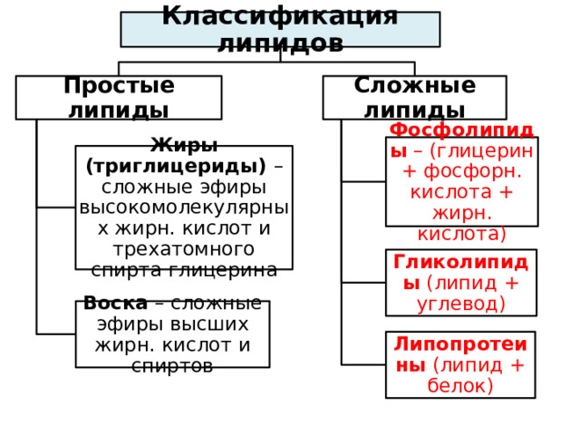 Классификация липидов Простые липиды Сложные липиды Фосфолипиды – (глицерин + фосфорн. кислота + жирн. кислота) Жиры (триглицериды) – сложные эфиры высокомолекулярных жирн. кислот и трехатомного спирта глицерина Гликолипиды (липид + углевод) Воска – сложные эфиры высших жирн. кислот и спиртов Липопротеины (липид + белок) 