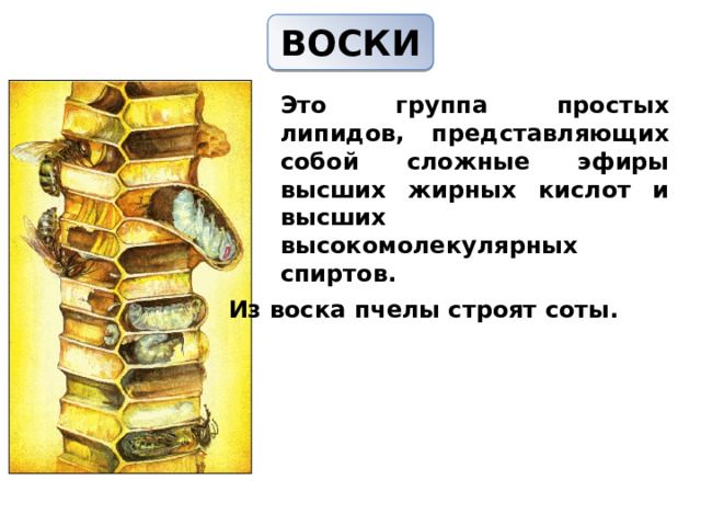 ВОСКИ   Это группа простых липидов, представляющих собой сложные эфиры высших жирных кислот и высших высокомолекулярных спиртов. Из воска пчелы строят соты.  