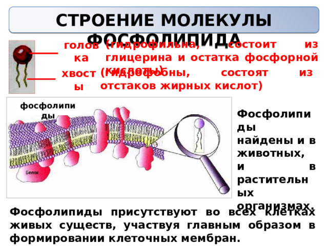 СТРОЕНИЕ МОЛЕКУЛЫ ФОСФОЛИПИДА   (гидрофильна, состоит из глицерина и остатка фосфорной кислоты) головка (гидрофобны, состоят из отстаков жирных кислот) хвосты фосфолипиды Фосфолипиды найдены и в животных, и в растительных организмах. Фосфолипиды присутствуют во всех клетках живых существ, участвуя главным образом в формировании клеточных мембран. 