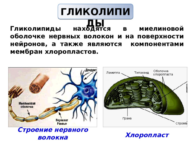 ГЛИКОЛИПИДЫ   Гликолипиды находятся в миелиновой оболочке нервных волокон и на поверхности нейронов, а также являются компонентами мембран хлоропластов. Строение нервного волокна Хлоропласт 