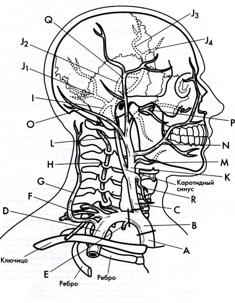 Сосуды головы и шеи схема