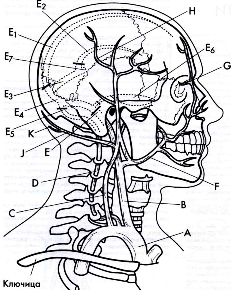 Кровоснабжение головы схема