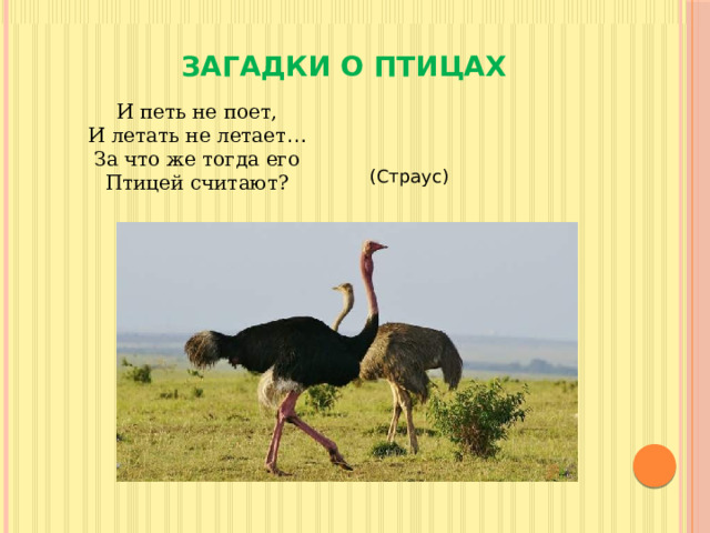 ЗАГАДКИ О ПТИЦАХ И петь не поет, И летать не летает … За что же тогда его Птицей считают? (Страус) 