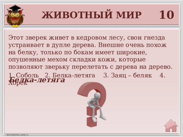 10 Животный мир Этот зверек живет в кедровом лесу, свои гнезда устраивает в дупле дерева. Внешне очень похож на белку, только по бокам имеет широкие, опушенные мехом складки кожи, которые позволяют зверьку перелетать с дерева на дерево. 1. Соболь 2. Белка-летяга 3. Заяц – беляк 4. Хорёк Белка-летяга 
