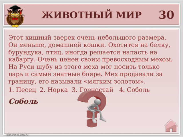 30 Животный мир Этот хищный зверек очень небольшого размера. Он меньше, домашней кошки. Охотится на белку, бурундука, птиц, иногда решается напасть на кабаргу. Очень ценен своим превосходным мехом. На Руси шубу из этого меха мог носить только царь и самые знатные бояре. Мех продавали за границу, его называли «мягким золотом». 1. Песец 2. Норка 3. Горностай 4. Соболь Соболь 