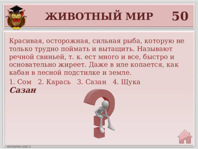 50 Животный мир Красивая, осторожная, сильная рыба, которую не только трудно поймать и вытащить. Называют речной свиньей, т. к. ест много и все, быстро и основательно жиреет. Даже в иле копается, как кабан в лесной подстилке и земле. 1. Сом 2. Карась 3. Сазан 4. Щука Сазан 