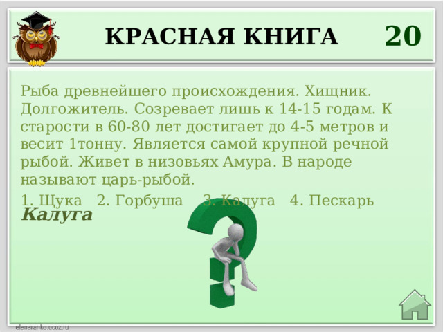 20 Красная книга Рыба древнейшего происхождения. Хищник. Долгожитель. Созревает лишь к 14-15 годам. К старости в 60-80 лет достигает до 4-5 метров и весит 1тонну. Является самой крупной речной рыбой. Живет в низовьях Амура. В народе называют царь-рыбой. 1. Щука 2. Горбуша 3. Калуга 4. Пескарь Калуга 