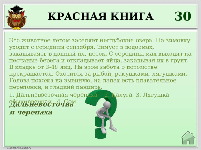 30 Красная книга Это животное летом заселяет неглубокие озера. На зимовку уходит с середины сентября. Зимует в водоемах, закапываясь в донный ил, песок. С середины мая выходит на песчаные берега и откладывает яйца, закапывая их в грунт. В кладке от 3-48 яиц. На этом забота о потомстве прекращается. Охотится за рыбой, ракушками, лягушками. Голова похожа на змеиную, на лапах есть плавательное перепонки, и гладкий панцирь. 1. Дальневосточная черепаха 2. Калуга 3. Лягушка обыкновенная 4. Сом Дальневосточная черепаха 