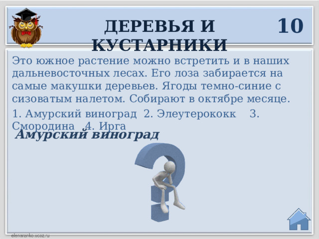 10 Деревья и кустарники Это южное растение можно встретить и в наших дальневосточных лесах. Его лоза забирается на самые макушки деревьев. Ягоды темно-синие с сизоватым налетом. Собирают в октябре месяце . 1. Амурский виноград 2. Элеутерококк 3. Смородина 4. Ирга Амурский виноград  