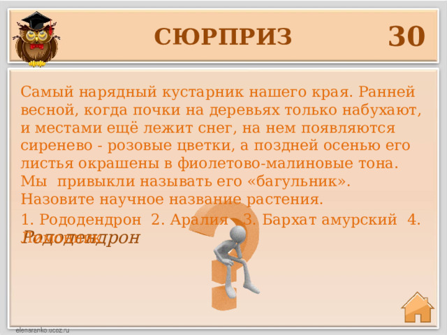 30 сюрприз Самый нарядный кустарник нашего края. Ранней весной, когда почки на деревьях только набухают, и местами ещё лежит снег, на нем появляются сиренево - розовые цветки, а поздней осенью его листья окрашены в фиолетово-малиновые тона. Мы привыкли называть его «багульник». Назовите научное название растения. 1. Рододендрон 2. Аралия 3. Бархат амурский 4. Лимонник Рододендрон 