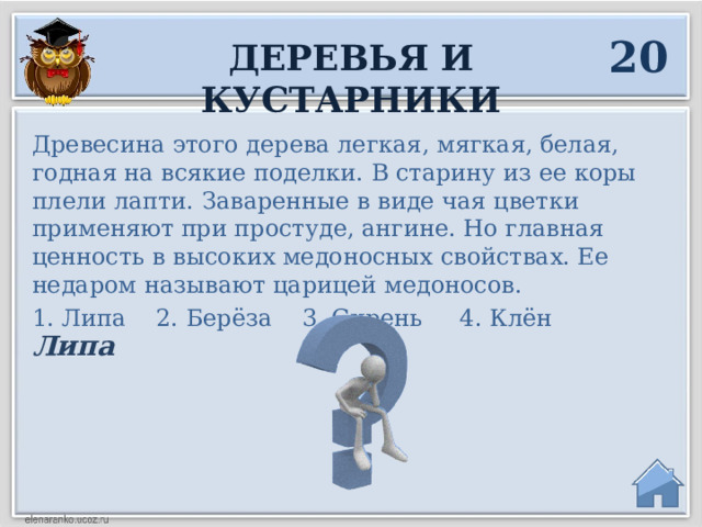 20 Деревья и кустарники Древесина этого дерева легкая, мягкая, белая, годная на всякие поделки. В старину из ее коры плели лапти. Заваренные в виде чая цветки применяют при простуде, ангине. Но главная ценность в высоких медоносных свойствах. Ее недаром называют царицей медоносов. 1. Липа 2. Берёза 3. Сирень 4. Клён Липа  