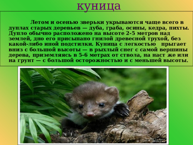 Сообщение о кунице