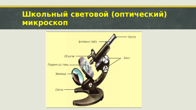 Строение растительной и животной клеток под микроскопом - online presentation