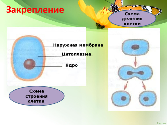 Клетки покрыты плотной. Схема деления клетки. Схема деления клетки 5 класс. Наружная мембрана цитоплазма ядро. Тема клеточные ядро схема.