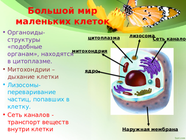 Проект большой мир маленьких клеток 5 класс проект