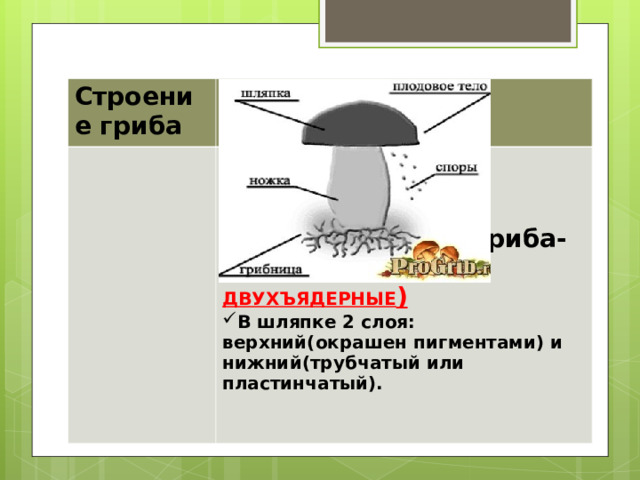 Тема урока " Царство Грибы