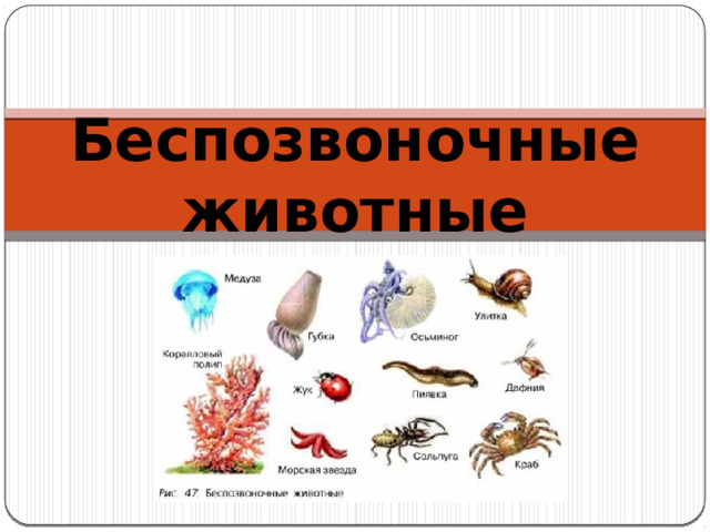 беспозвоночные животные 7 класс