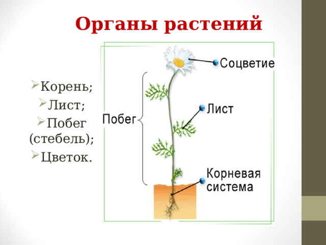 Органы растения 3 класс. Органы цветковых растений. Схема тела цветкового растения. Побег стебель листья розоцветных. Какое положение занимает лист на побеге.
