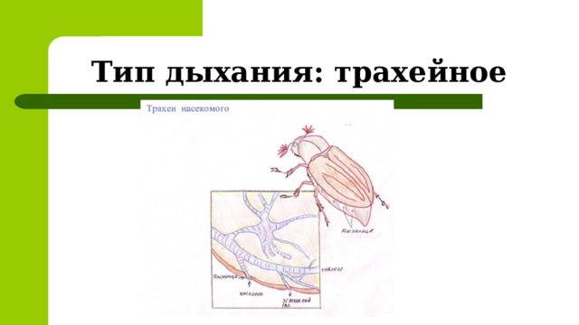 Тип дыхания: трахейное 