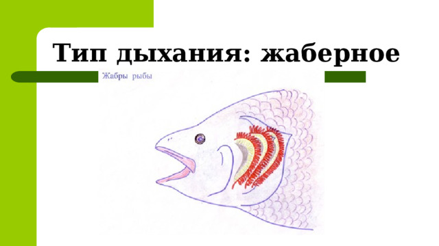 Тип дыхания: жаберное 