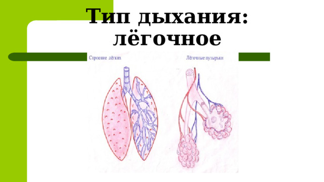Тип дыхания: лёгочное 