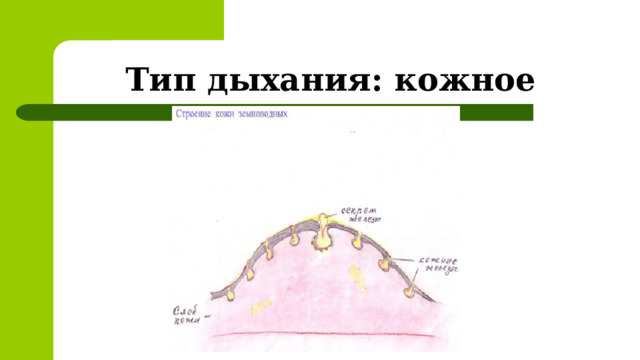 Тип дыхания: кожное 