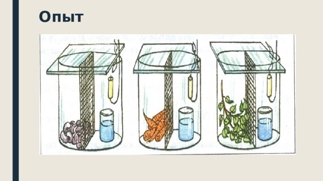 Опыт изображенный на рисунке служит доказательством 6. Рисунок выделение кислорода в аквариуме растениями. Определи какой процесс иллюстрирует опыт показанный на рисунке.