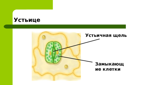Устьице  Устьичная щель   Замыкающие клетки   