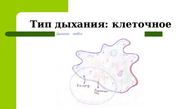Тип дыхания: клеточное 