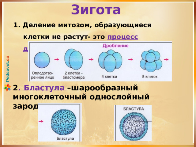 Зигота  1. Деление митозом, образующиеся клетки не растут- это процесс дробления. 2 . Бластула –шарообразный многоклеточный однослойный зародыш. 