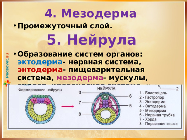 Нейрула эктодерма мезодерма энтодерма.