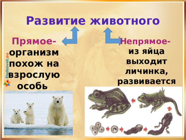 Животных с непрямым типом развития аллигатор