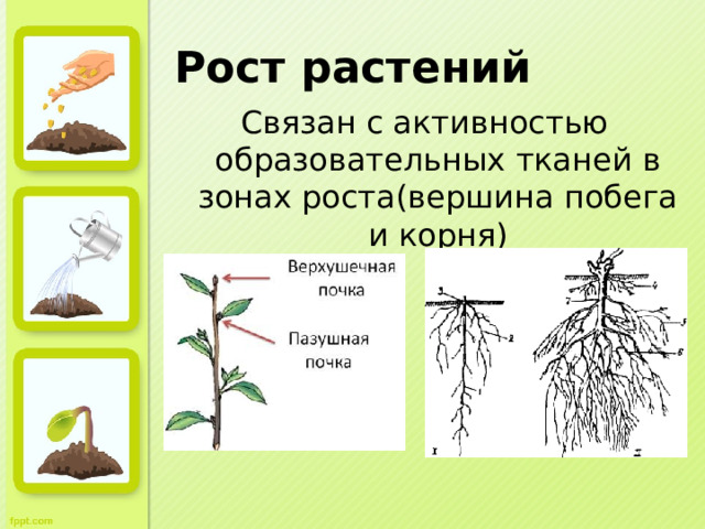 Рост растений Связан с активностью образовательных тканей в зонах роста(вершина побега и корня) 