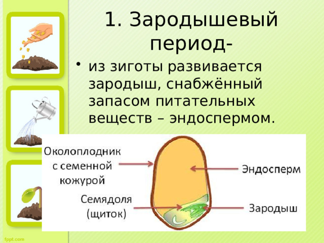 1. Зародышевый период- из зиготы развивается зародыш, снабжённый запасом питательных веществ – эндоспермом. 