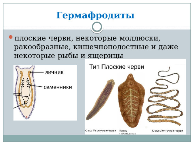 Гермафродиты плоские черви, некоторые моллюски, ракообразные, кишечнополостные и даже некоторые рыбы и ящерицы 