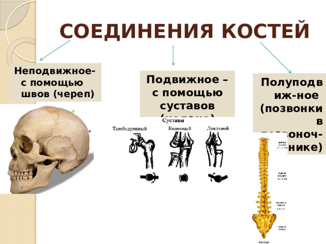 Неподвижное соединение костей. Соединение костей черепа. Череп подвижно соединён с позвоночником. Подвижные и неподвижные кости.