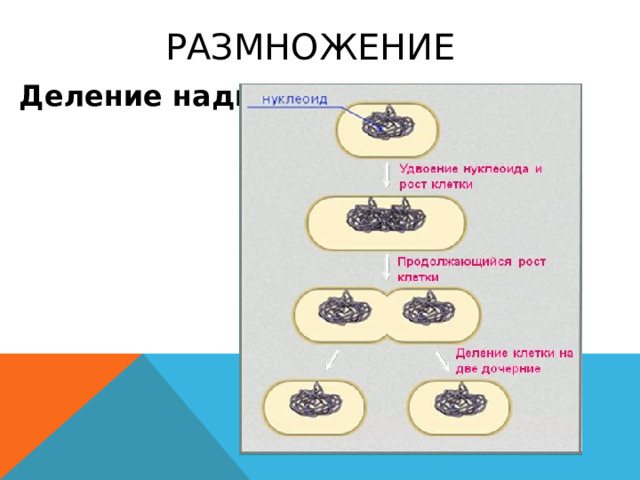 Размножение Деление надвое 