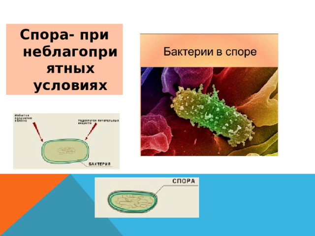  Спора- при неблагоприятных условиях 