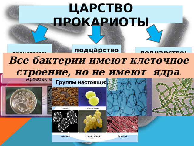 Царство прокариоты  подцарство: Архибактерии подцарство: Настоящие бактерии подцарство: Оксифотобактерии Все бактерии имеют клеточное строение, но не имеют ядра . Царство прокариот на основе важных особенностей жизнедеятельности подразделяют на три подцарства: Архебактерии, Настоящие бактерии и Оксифотобактерии. Все бактерии имеют клеточное строение, но не имеют ядра.  