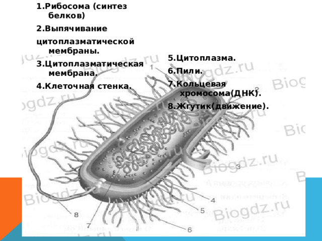 1.Рибосома (синтез белков) 2.Выпячивание  цитоплазматической мембраны.  3.Цитоплазматическая мембрана.  4.Клеточная стенка.   5.Цитоплазма.  6.Пили.  7.Кольцевая хромосома(ДНК). 8.Жгутик(движение). Изучите в учебнике строение бактериальной клетки.  